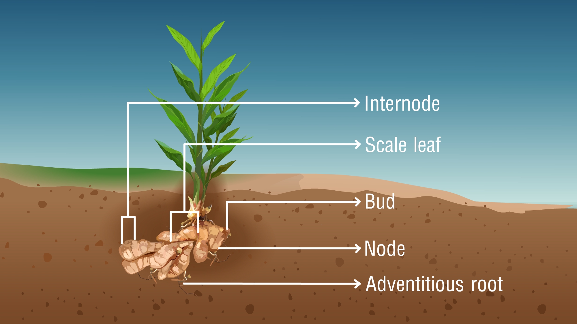 Modified Stems Examples