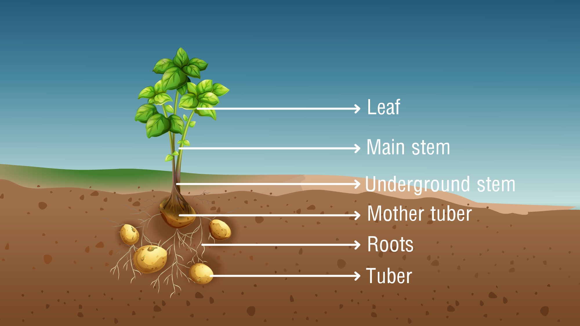 Modified Stems Examples