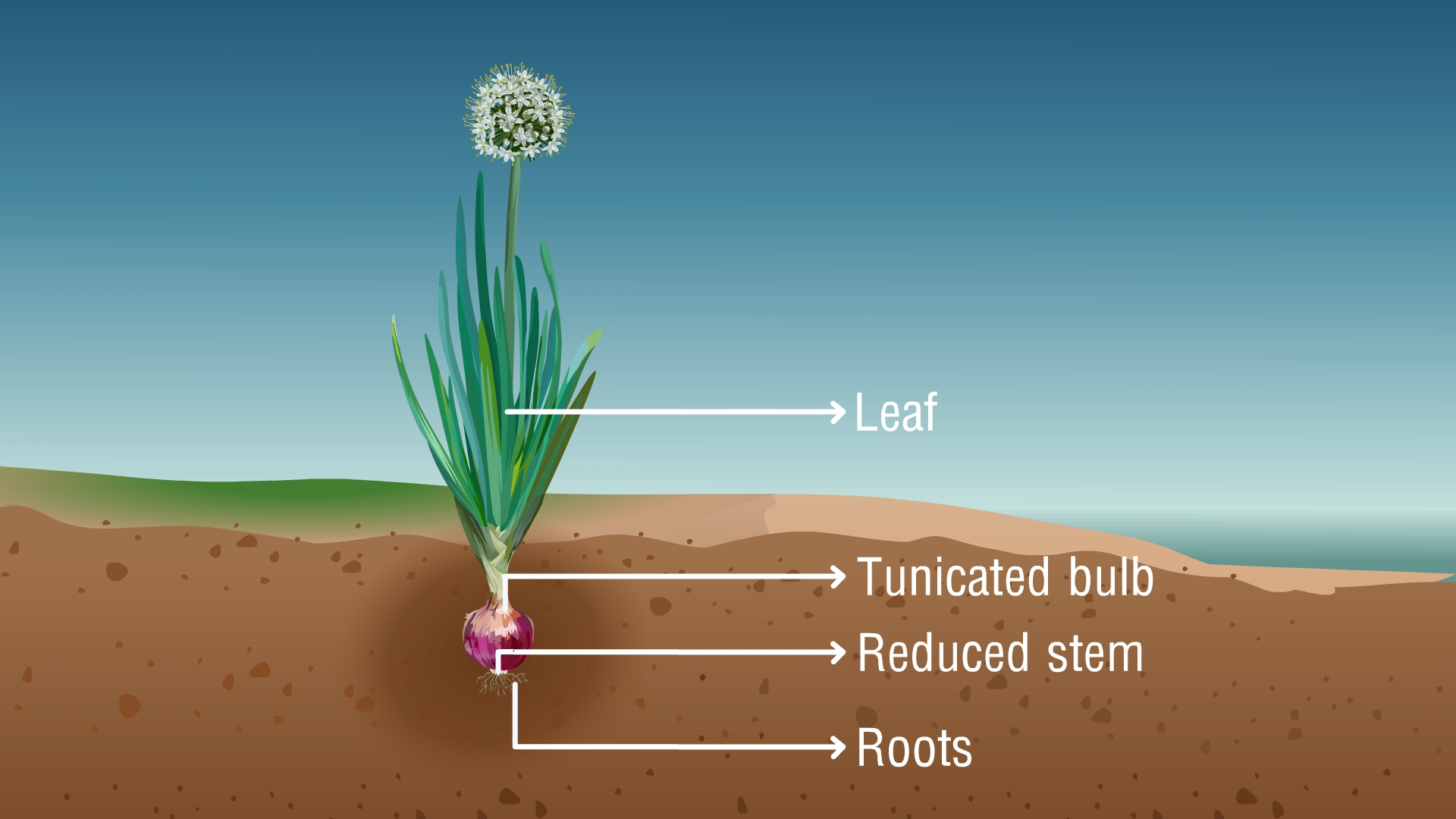 Modified Stems Examples