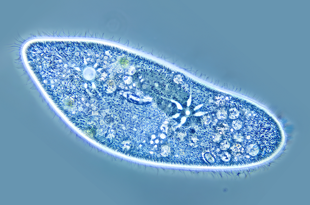 Microscopic Pond Water Bugs